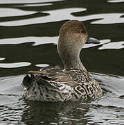 Canard pilet