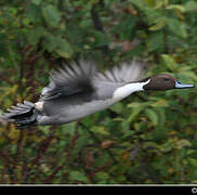 Northern Pintail