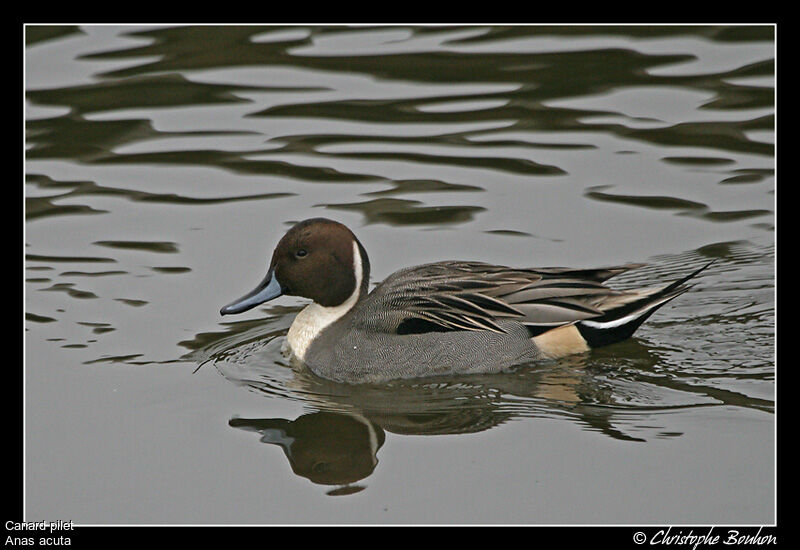 Northern Pintail male