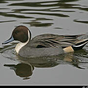 Northern Pintail