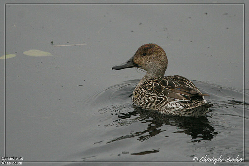 Northern Pintail