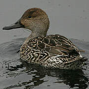 Northern Pintail