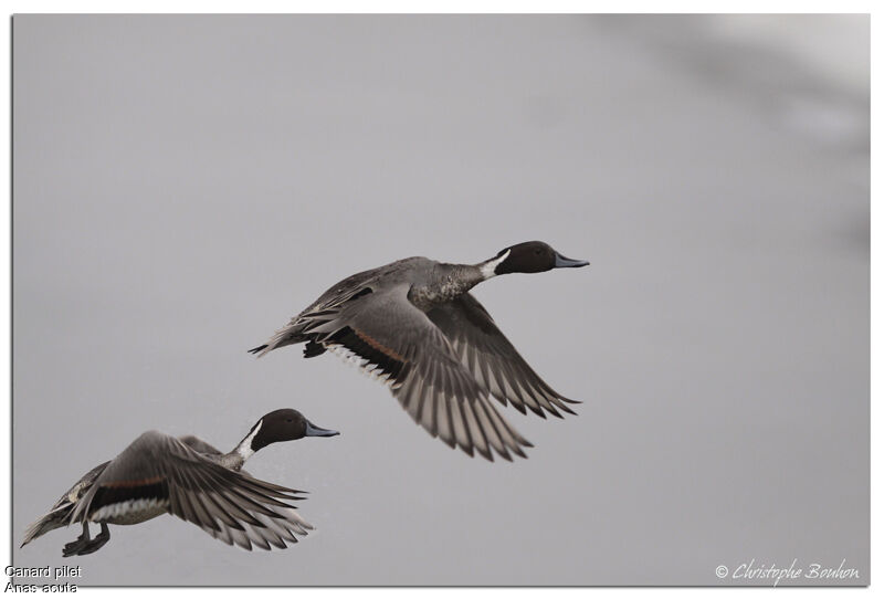 Canard pilet, Vol