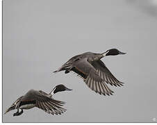 Northern Pintail