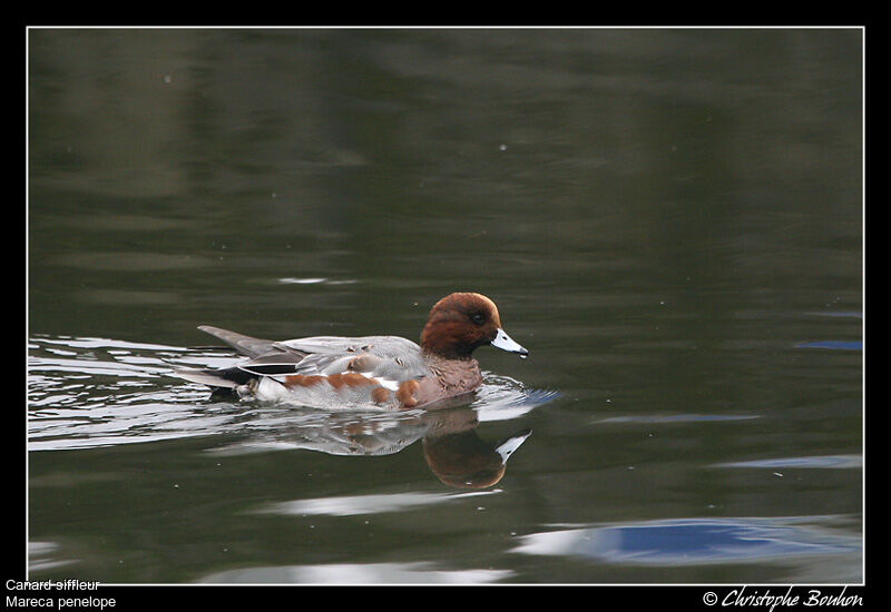 Canard siffleur