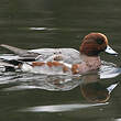 Canard siffleur