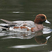 Eurasian Wigeon