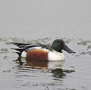 Northern Shoveler