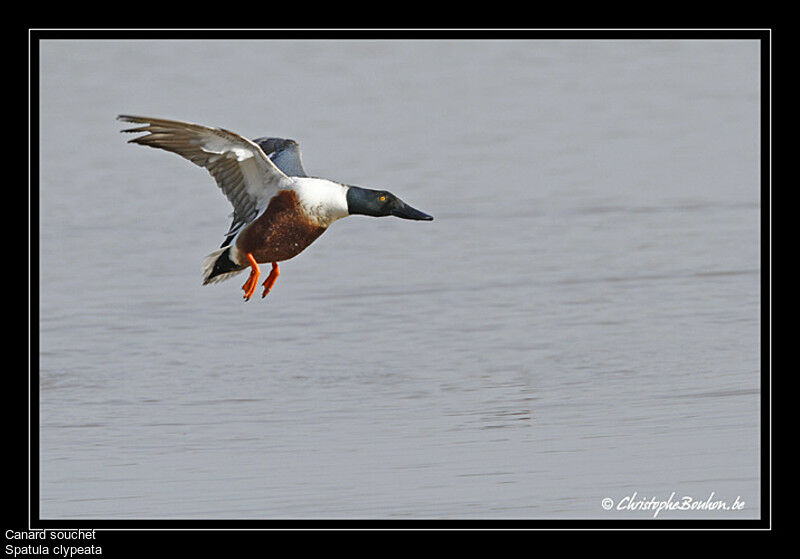 Northern Shoveler, song