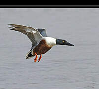 Northern Shoveler