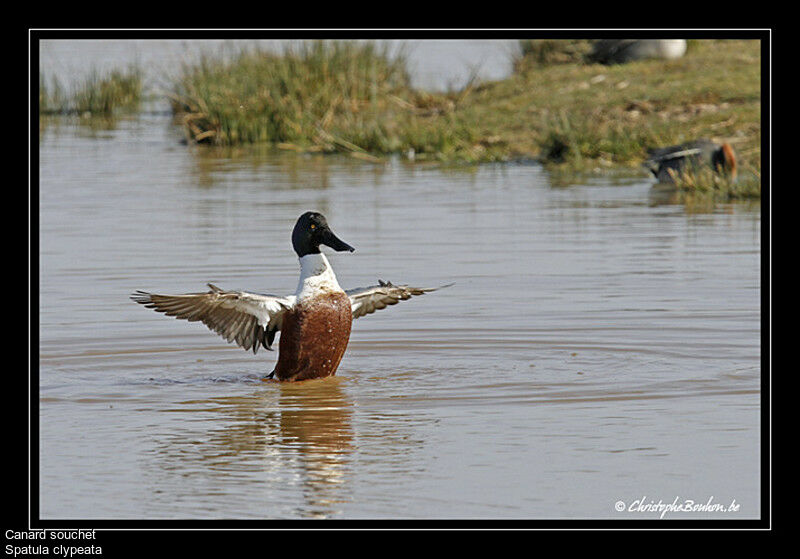 Canard souchet