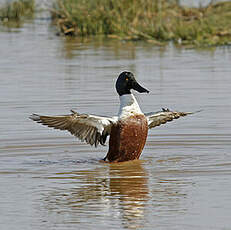 Canard souchet