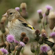 European Goldfinch