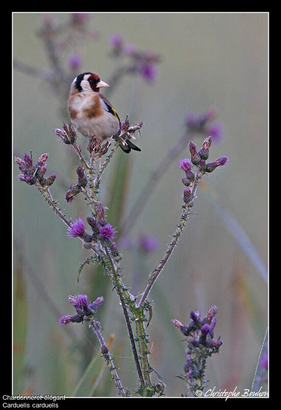 European Goldfinch, identification, feeding habits