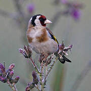 European Goldfinch