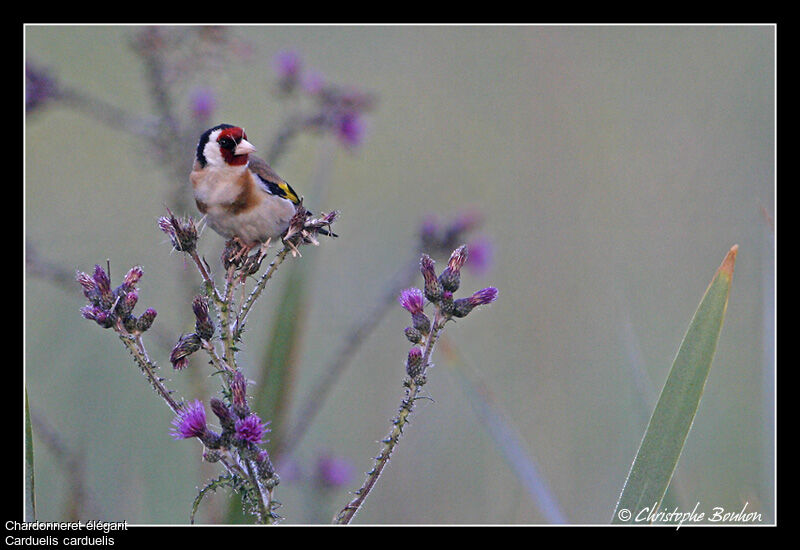 European Goldfinch, identification, feeding habits