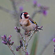 European Goldfinch