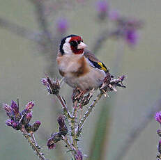 Chardonneret élégant