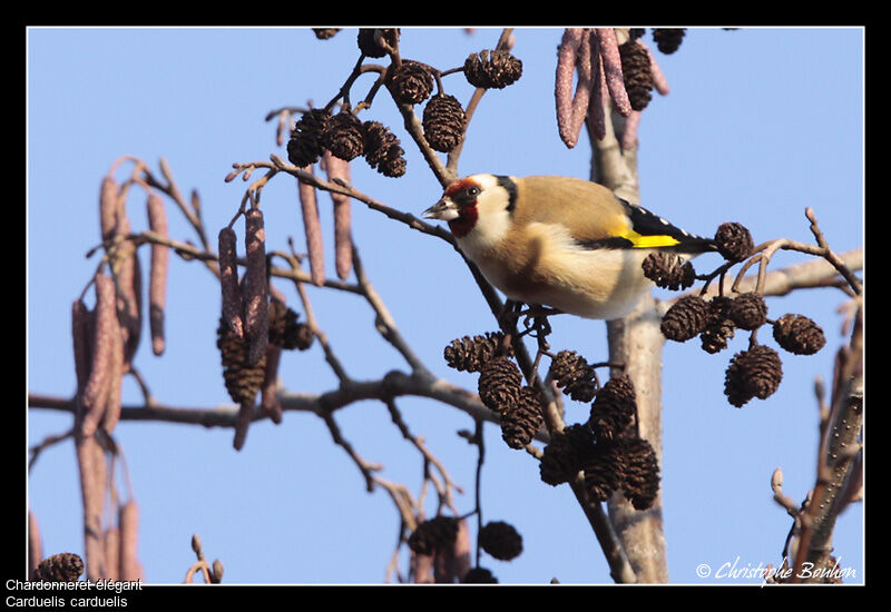 Chardonneret élégant, identification, régime, Comportement