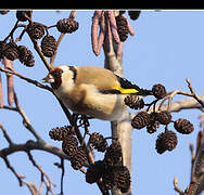 European Goldfinch