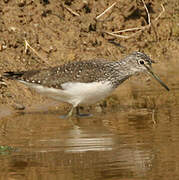 Green Sandpiper