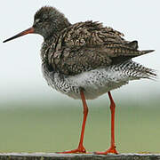 Common Redshank