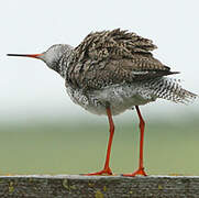 Common Redshank