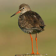 Common Redshank