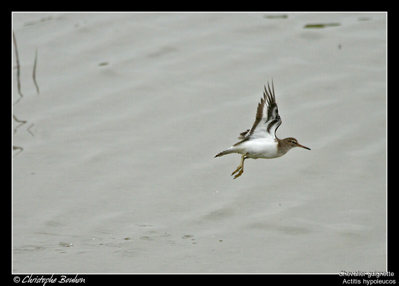 Common Sandpiper