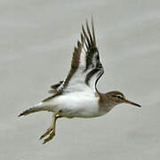 Common Sandpiper