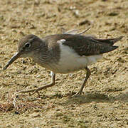 Common Sandpiper