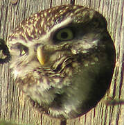 Little Owl