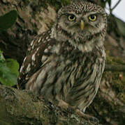 Little Owl