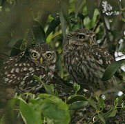 Little Owl