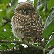 Little Owl