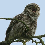 Little Owl