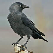 Western Jackdaw