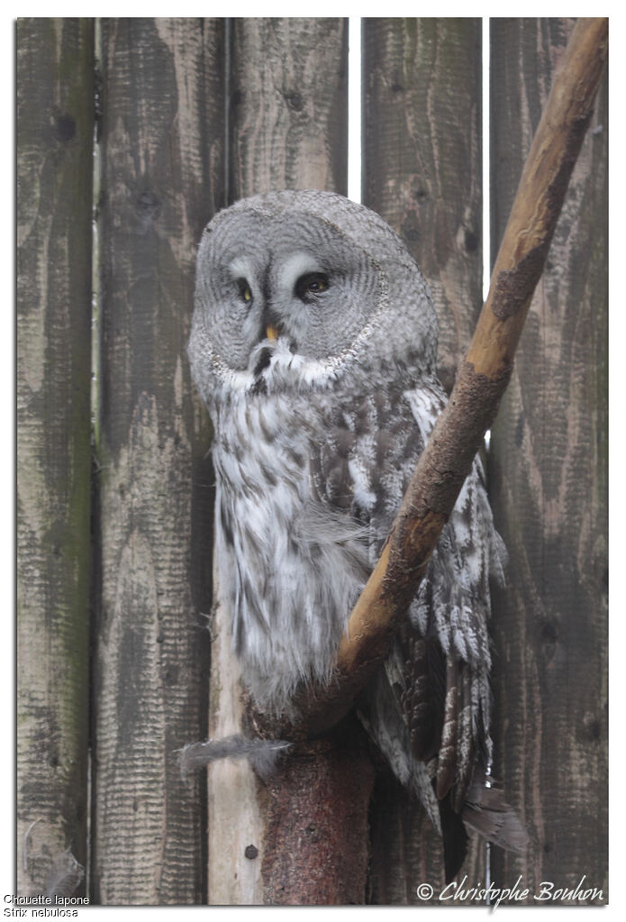 Great Grey Owl, identification