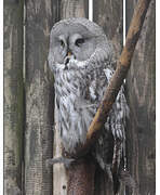 Great Grey Owl