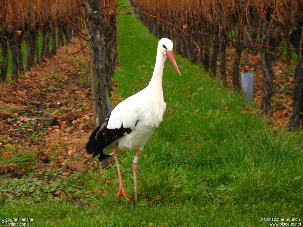 Cigogne blanche