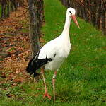 Cigogne blanche