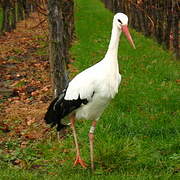 Cigogne blanche