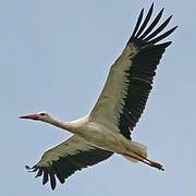 White Stork