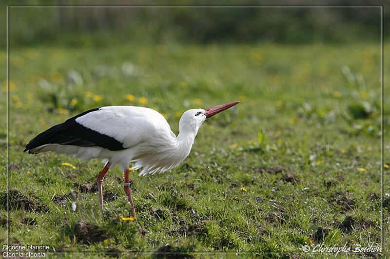 Cigogne blanche, identification, Comportement