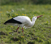 White Stork