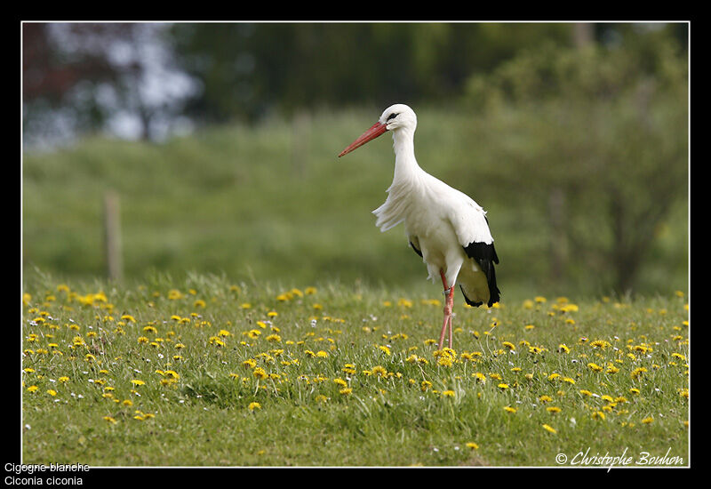 Cigogne blanche, identification