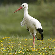 White Stork