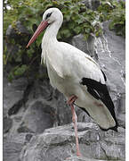 White Stork