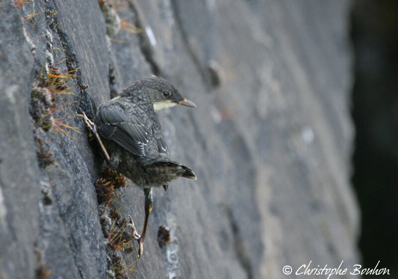 White-throated Dipperjuvenile