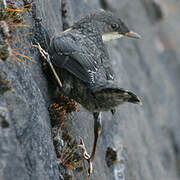 White-throated Dipper